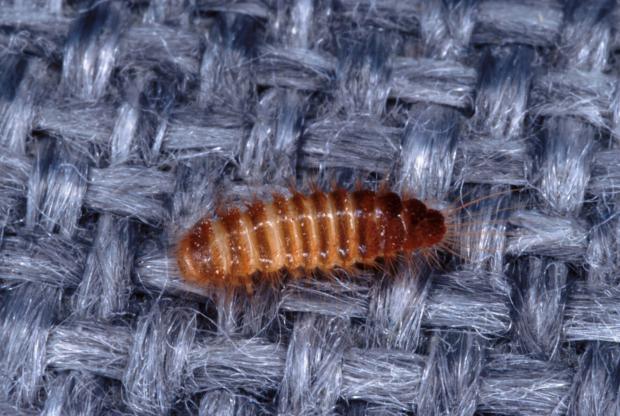 Dermestidae, Québec, Canada.