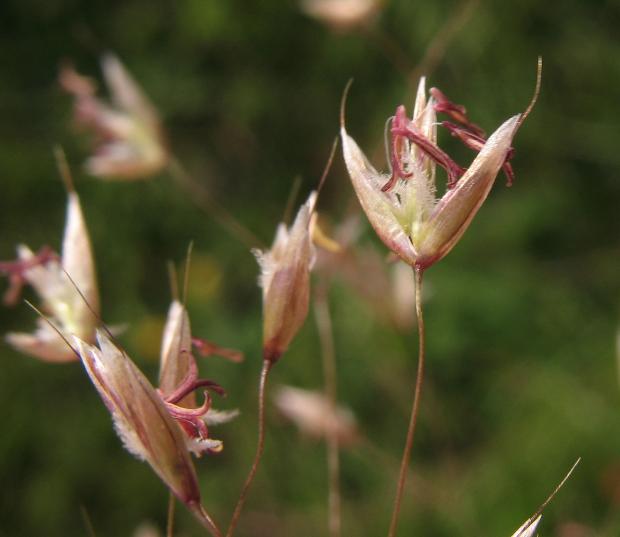 Deschampsie flexueuse 
