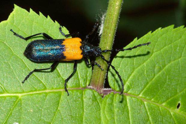 Desmocerus palliatus
