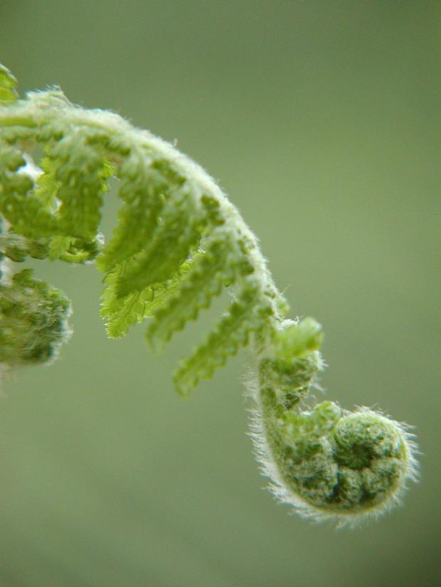 Dicksonia antarctica.