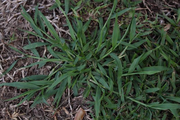 Crabgrass (Digitaria sp.)
