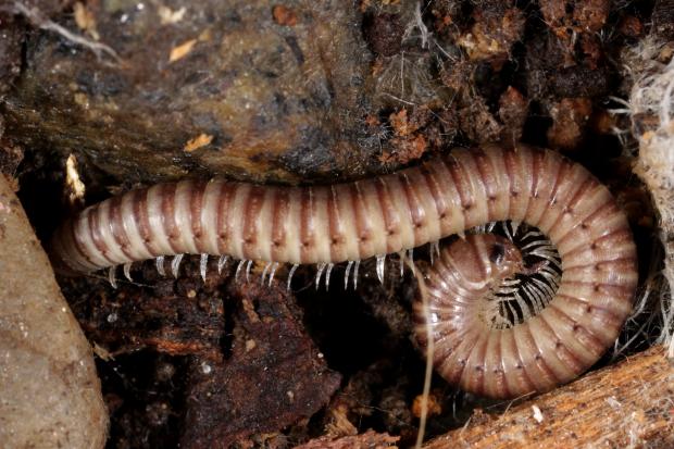 Diplopod, Québec, Canada.