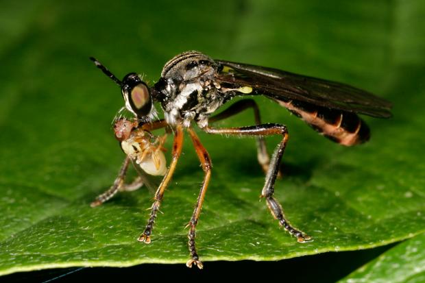Predatory fly, Québec, Canada.
