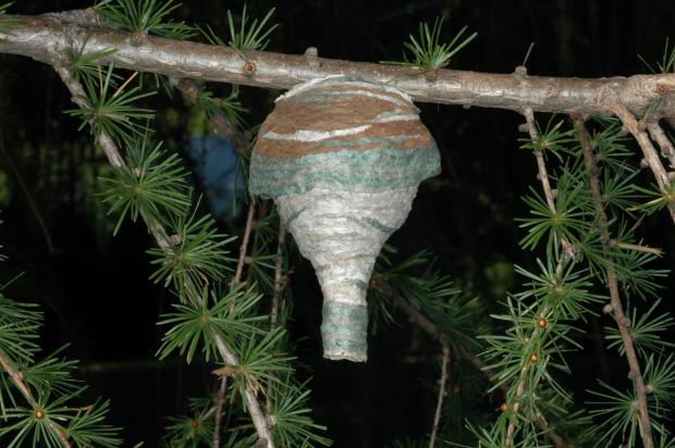 Dolichovespula maculata