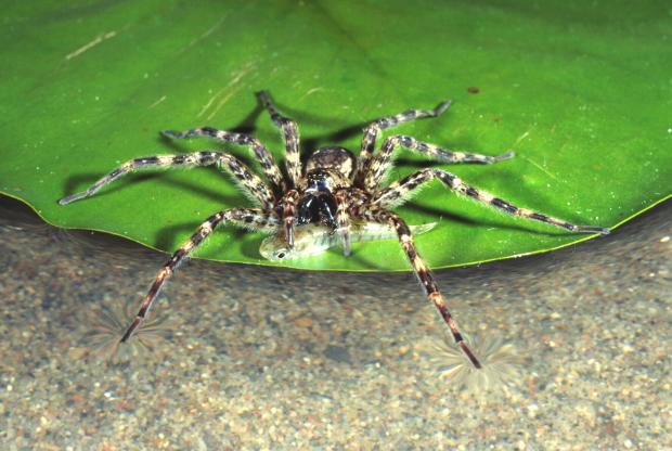 Dolomedes tenebrosus, North America.