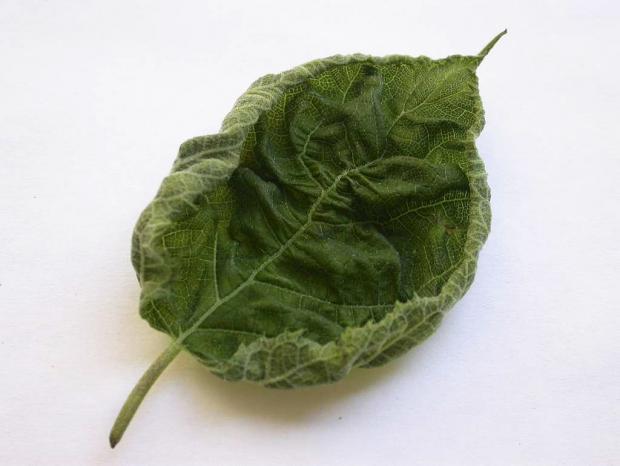Damaged leaf