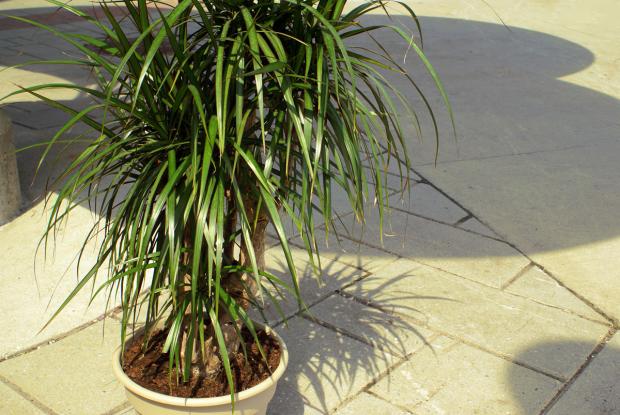 Dracaena marginata