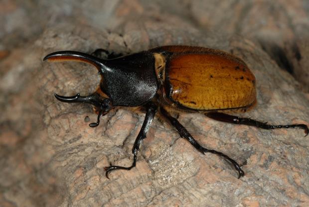 Dynastes hercules
