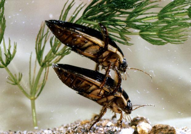 Dytiscidae, Québec, Canada.