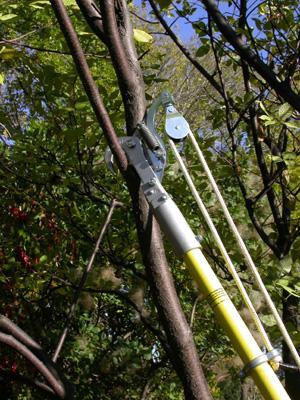 Long-arm pruner
