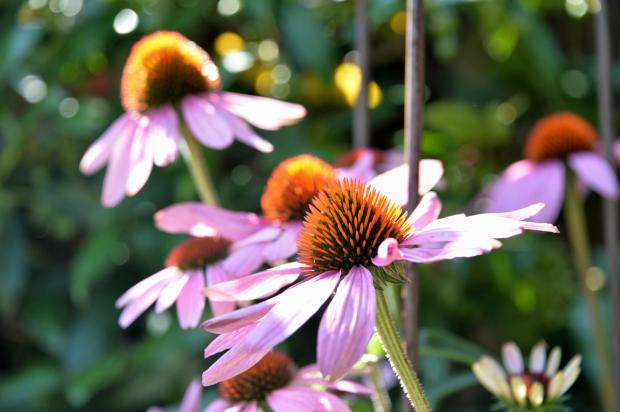 Coneflower