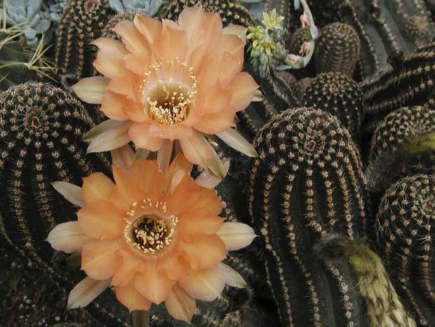 Echinopsis 'Orange Paramount'