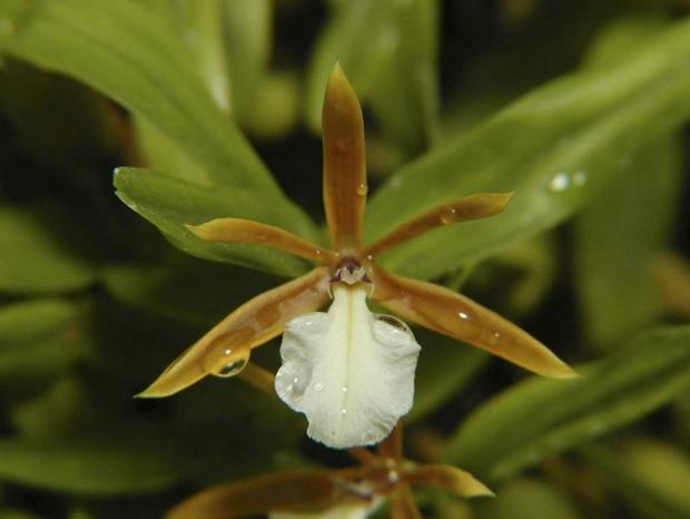 Prosthechea polybulbon