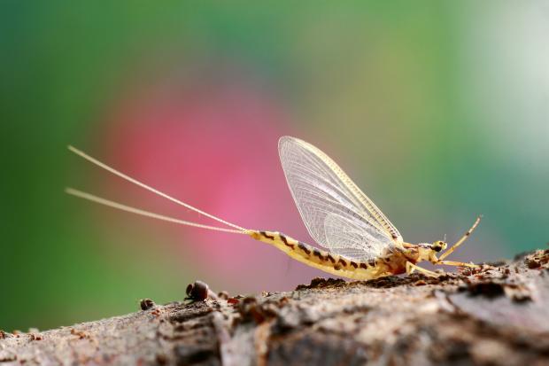 Ephemeroptera