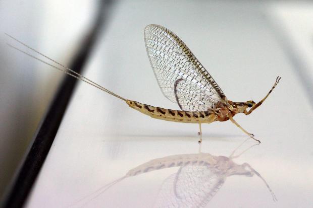 Mayfly, or shadfly, Québec, Canada.