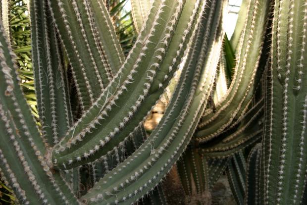 Les épines des cactus croissent à partir des auréoles