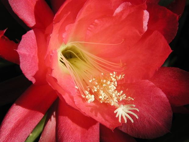 Epiphyllum 'Dorian'