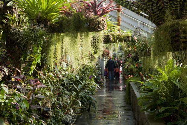 Bromeliads