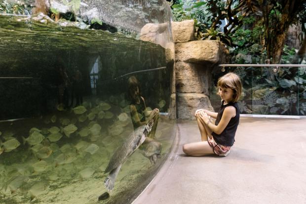 The Tropical Rainforest of the Biodôme