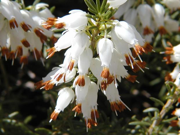 Erica carnea