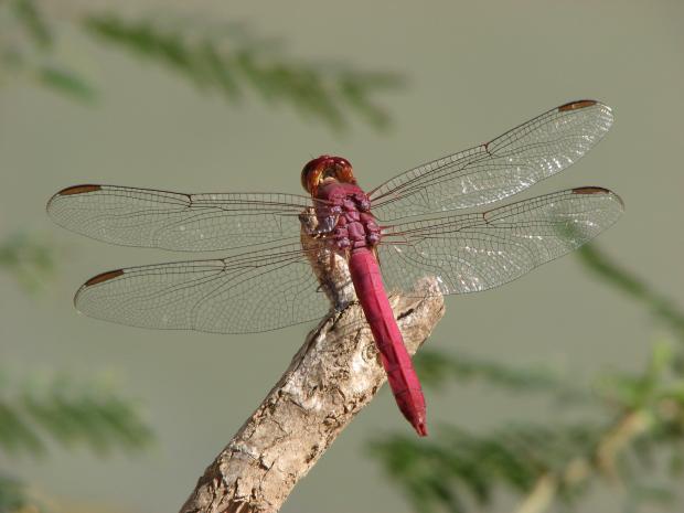 Erythemis mithroides, Mexico.