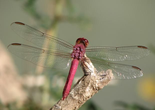 Erythemis mithroides, Mexico.