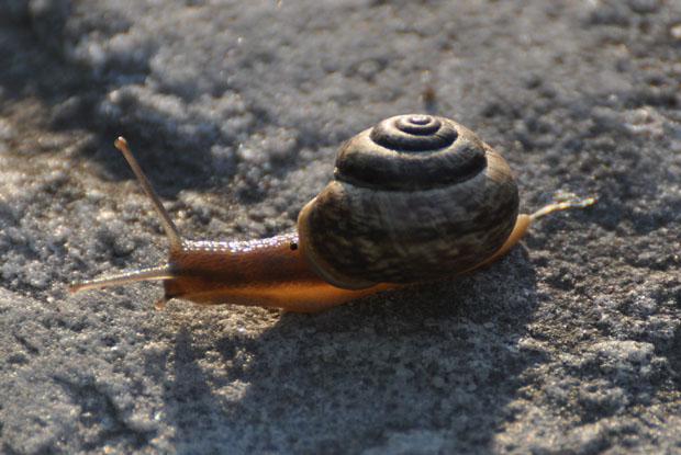 Escargot, Québec, Canada.