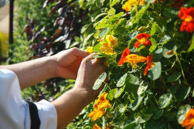 Des capucines (Tropaeolum majus)