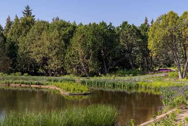 One of the rehabilitated banks of the pond at the Frédéric Back Tree Pavilion