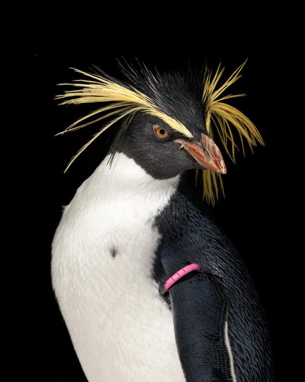 Rockhopper penguin (Eudyptes moseleyi).