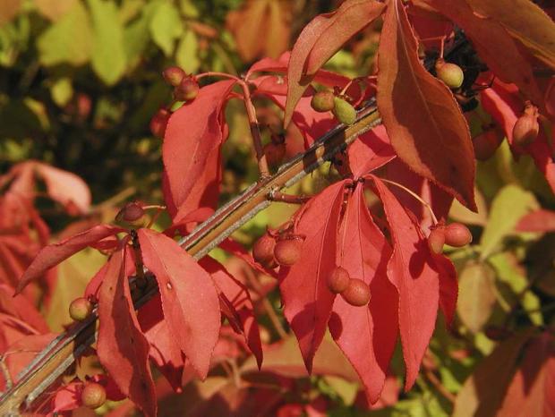 Eunonymus alatus 'Compactus'