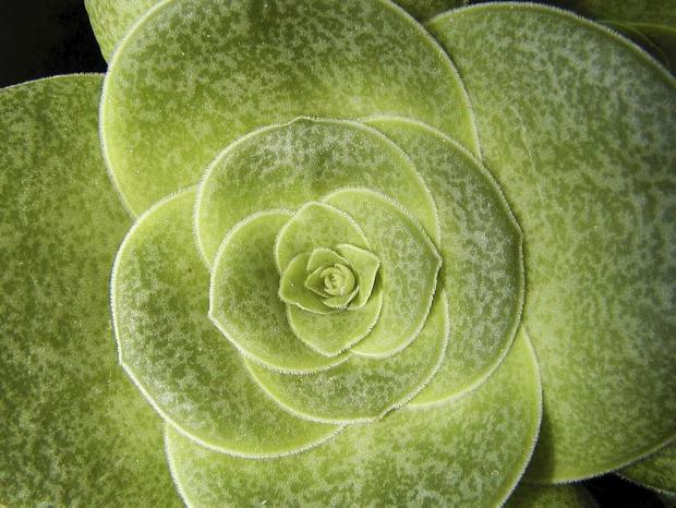 Euphorbia orbicularis