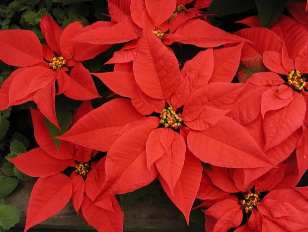 Euphorbia pulcherrima 'Gutbier V-17 Angelika Red'