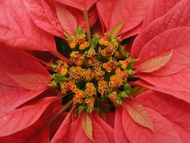 Euphorbia pulcherrima 'Gutbier V-14 Pink' 