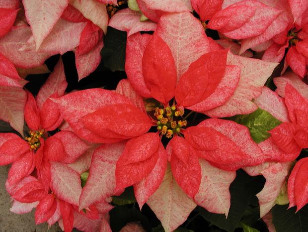 Euphorbia pulcherrima 'Monet Twilight'