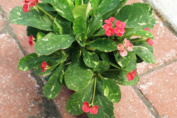 Euphorbia somona 'Starry Nights'