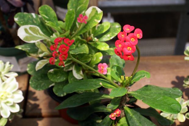Euphorbia somona