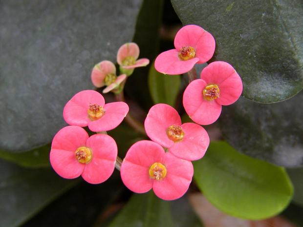 Euphorbia X lomii 'Gaby'