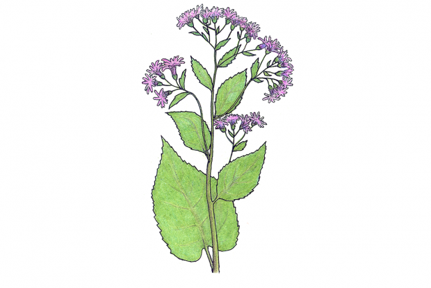Eurybia macrophylla  (anc.Aster macrophyllus)