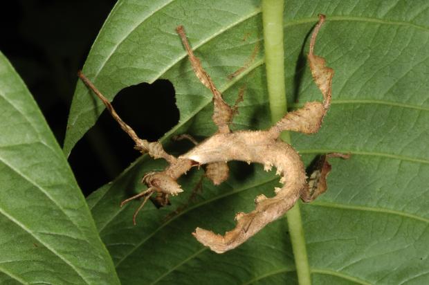 Extatosoma tiaratum.