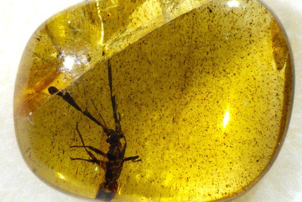 A bug (Ferriantenna excalibur) in a piece of amber.