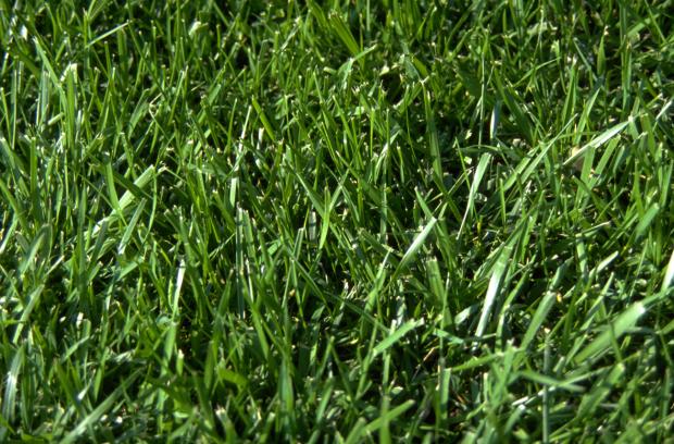 Festuca arundinacea