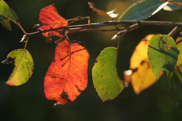 Feuillage d'automne