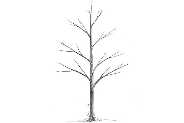 Répartition verticale des branches