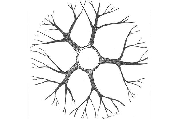 Répartition des branches - vue en plongée