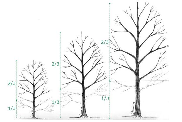 Height to the base of the crown
