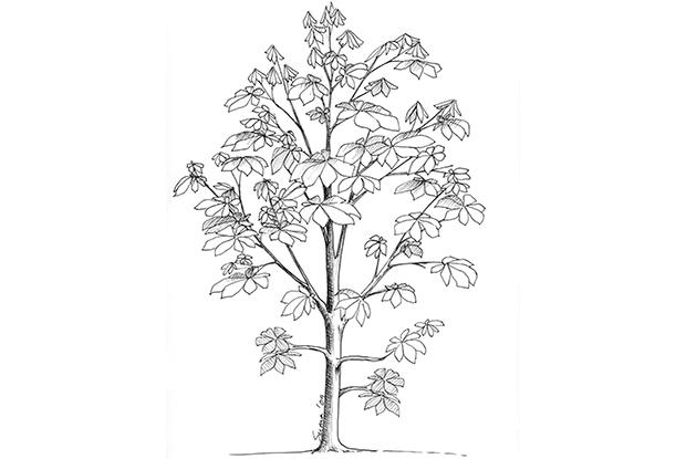Conservation des branches basses temporaires