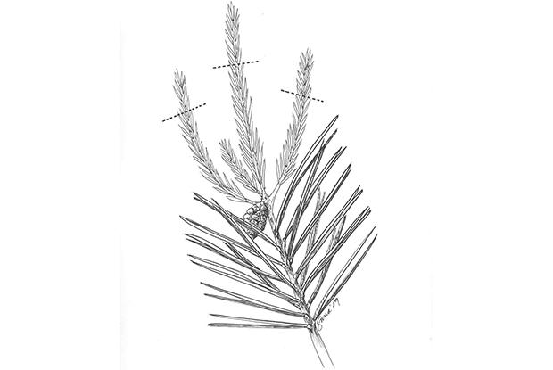 Pruning whorl-branched conifers