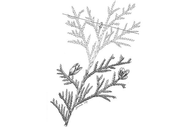 Pruning random-branched conifers