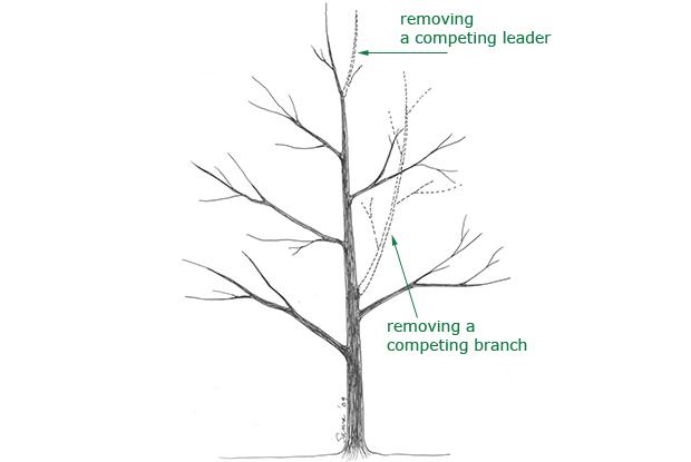 Maintaining a central leader